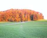 forrest in autumn