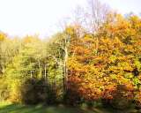 herbstlicher Wald