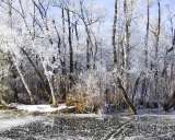 forrest near lake