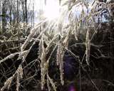 ice on branches